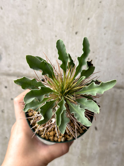 【現品限り】パキポディウム・ナマクアナム 光堂 実生 大株【AG32】 Pachypodium namaquanum