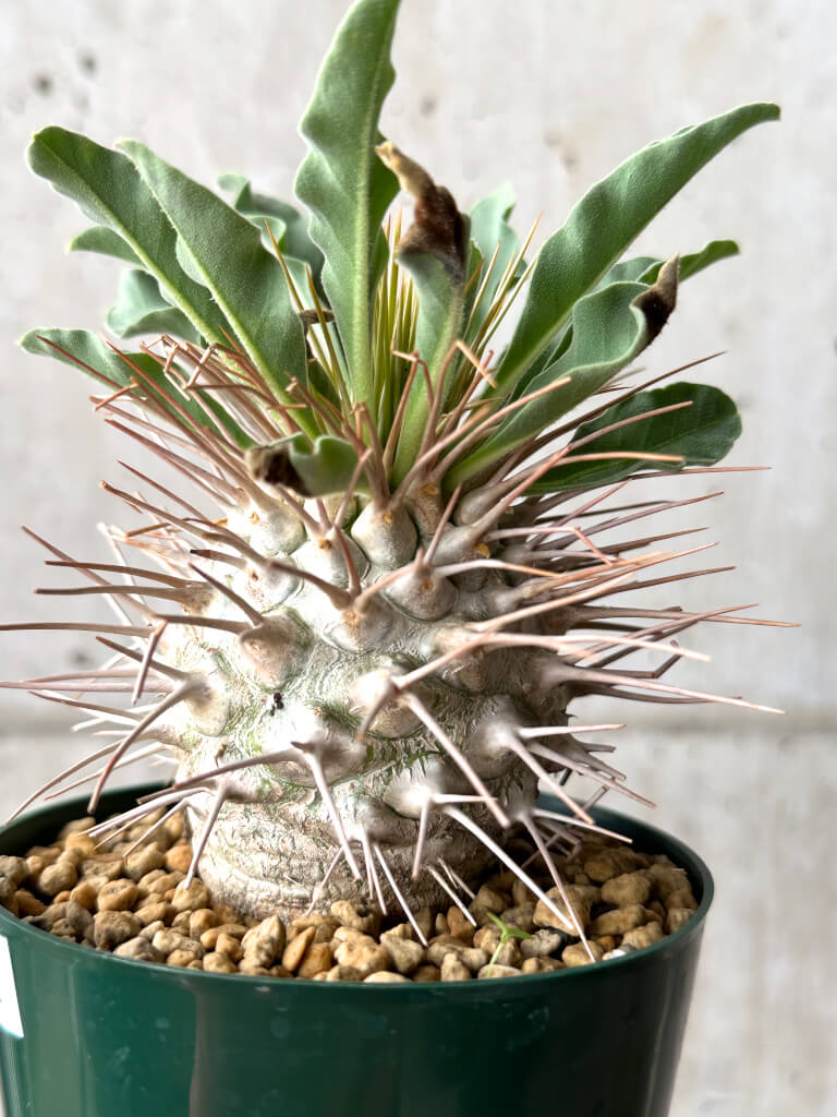 【現品限り】パキポディウム・ナマクアナム 光堂 実生 大株【AG32】 Pachypodium namaquanum