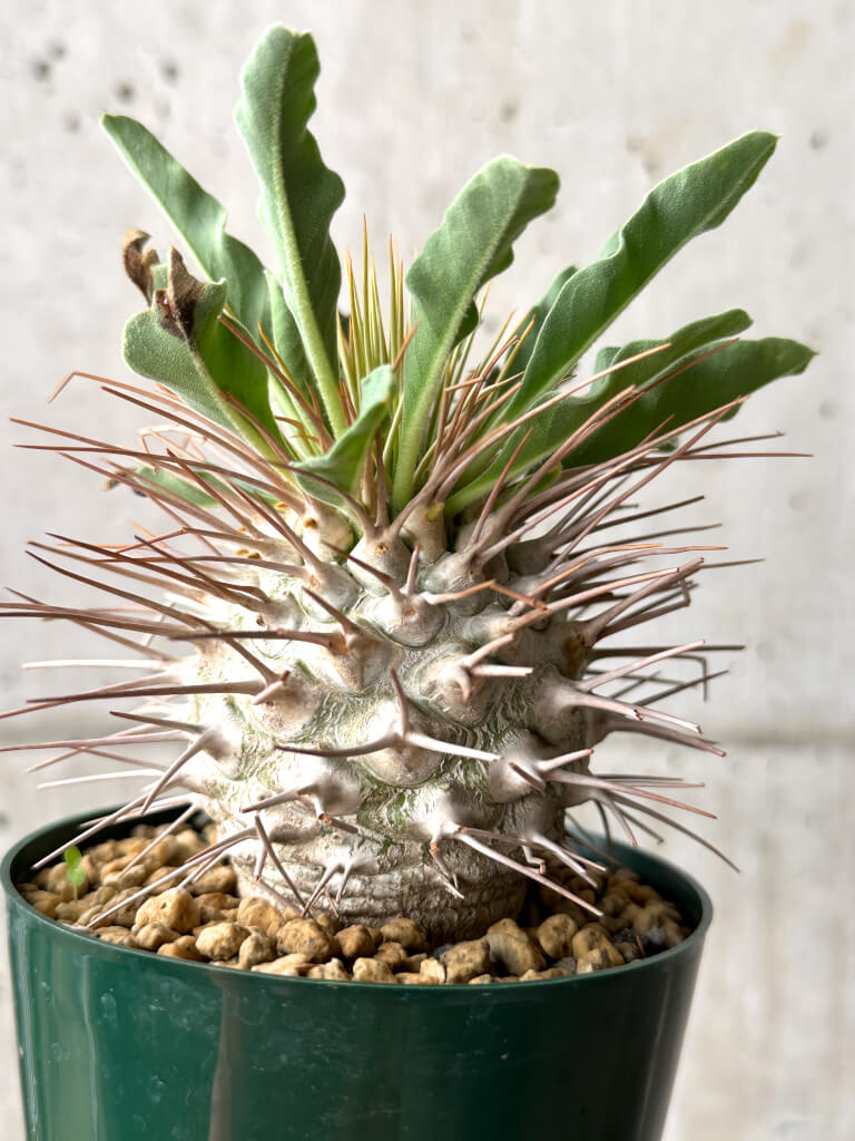 【現品限り】パキポディウム・ナマクアナム 光堂 実生 大株【AG32】 Pachypodium namaquanum