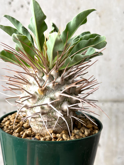 【現品限り】パキポディウム・ナマクアナム 光堂 実生 大株【AG32】 Pachypodium namaquanum