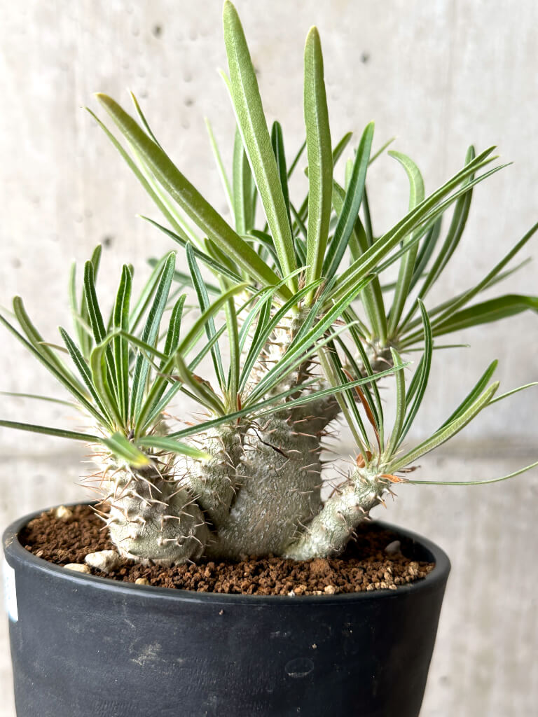 現品限り】パキポディウム・グラキリス 実生【AG35】 Pachypodium