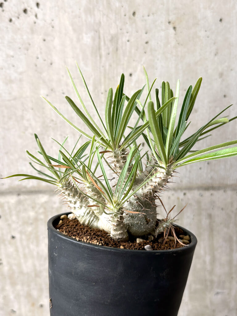 現品限り】パキポディウム・グラキリス 実生【AG35】 Pachypodium