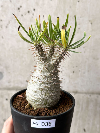 【現品限り】パキポディウム・グラキリス 実生【AG36】 Pachypodium gracilius