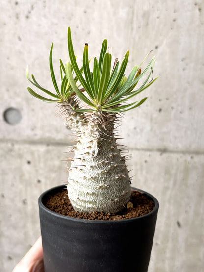 【現品限り】パキポディウム・グラキリス 実生【AG36】 Pachypodium gracilius