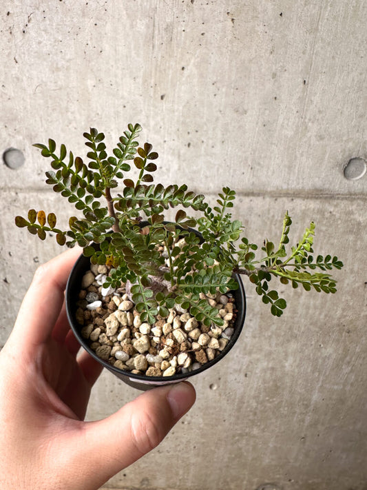 【現品限り】オペルクリカリア・パキプス 根挿し【AG3】 Operculicarya pachypus