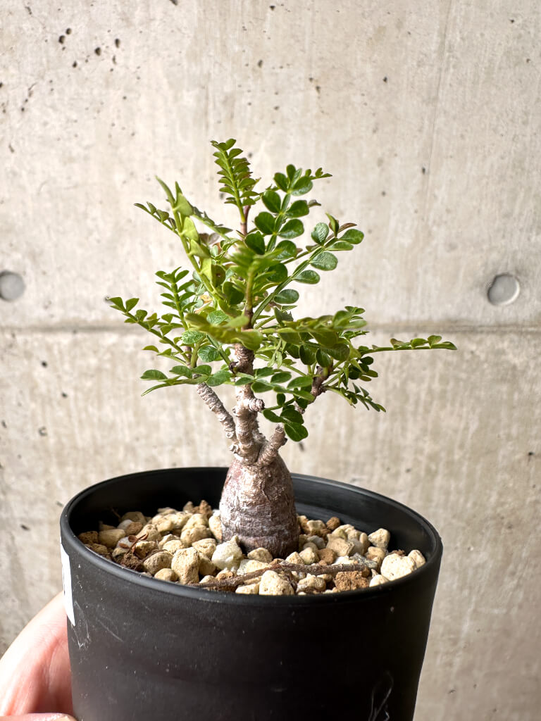 【現品限り】オペルクリカリア・パキプス 根挿し【AG3】 Operculicarya pachypus