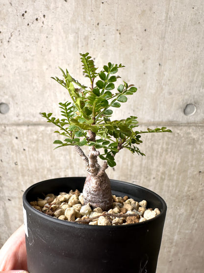 【現品限り】オペルクリカリア・パキプス 根挿し【AG3】 Operculicarya pachypus