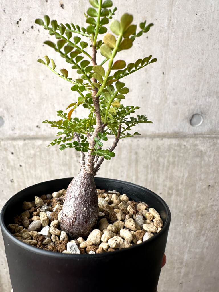 【現品限り】オペルクリカリア・パキプス 根挿し【AG3】 Operculicarya pachypus