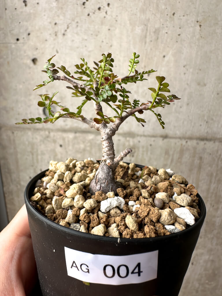 T49 厳選 オペルクリカリア パキプス／Operculicarya pachypus 正規品 発根済み 特選丸株 厳選極上美株