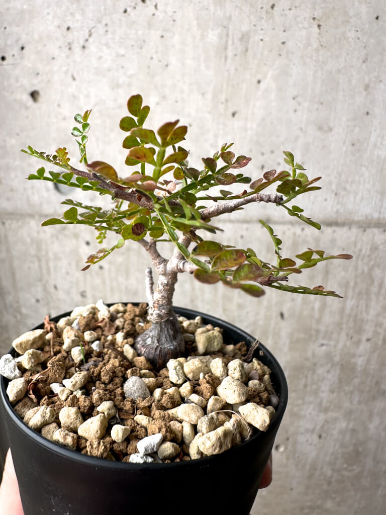 【現品限り】オペルクリカリア・パキプス 根挿し【AG4】 Operculicarya pachypus