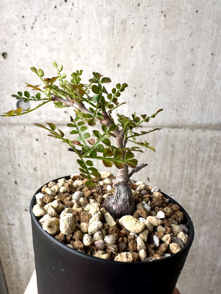 【現品限り】オペルクリカリア・パキプス 根挿し【AG4】 Operculicarya pachypus