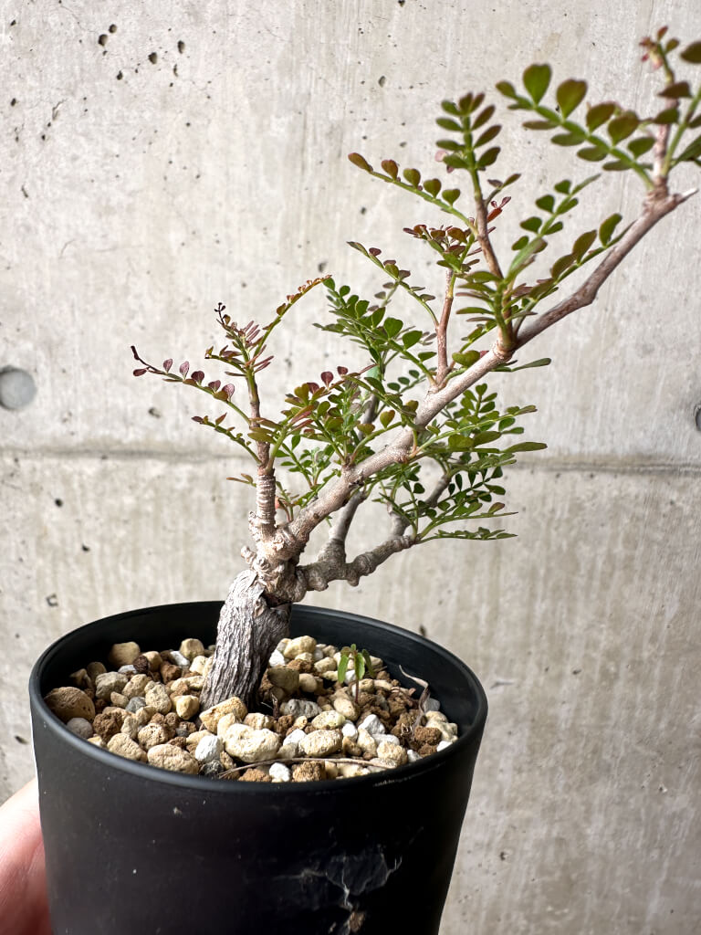 【現品限り】オペルクリカリア・パキプス 根挿し【AG5】 Operculicarya pachypus