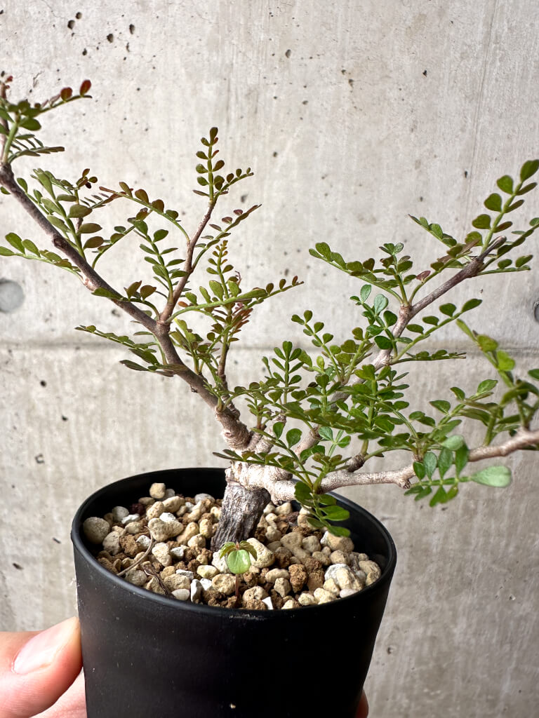 【現品限り】オペルクリカリア・パキプス 根挿し【AG5】 Operculicarya pachypus