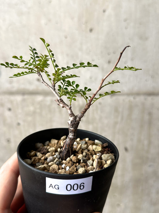 【現品限り】オペルクリカリア・パキプス 根挿し【AG6】 Operculicarya pachypus