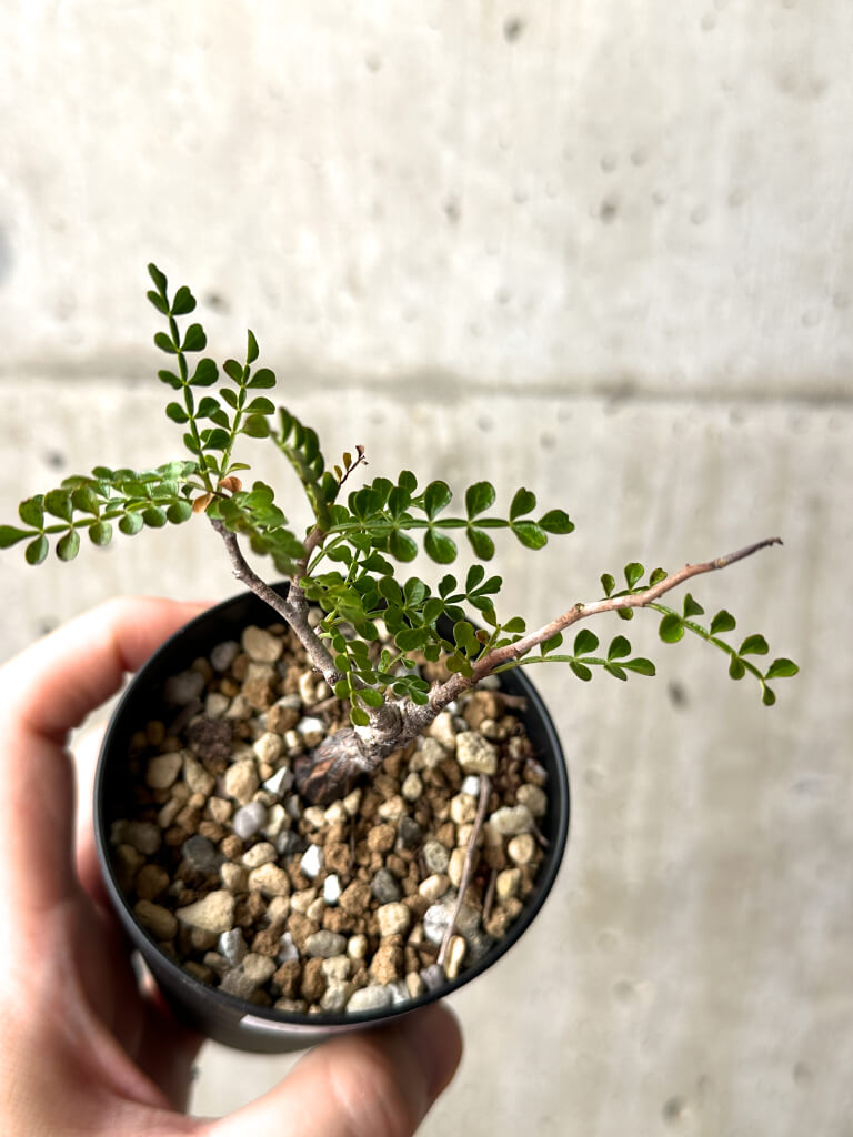 【現品限り】オペルクリカリア・パキプス 根挿し【AG6】 Operculicarya pachypus