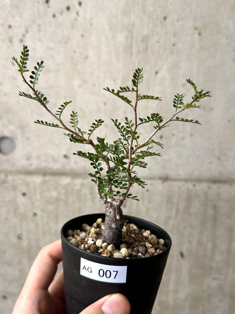 【現品限り】オペルクリカリア・パキプス 根挿し【AG7】 Operculicarya pachypus