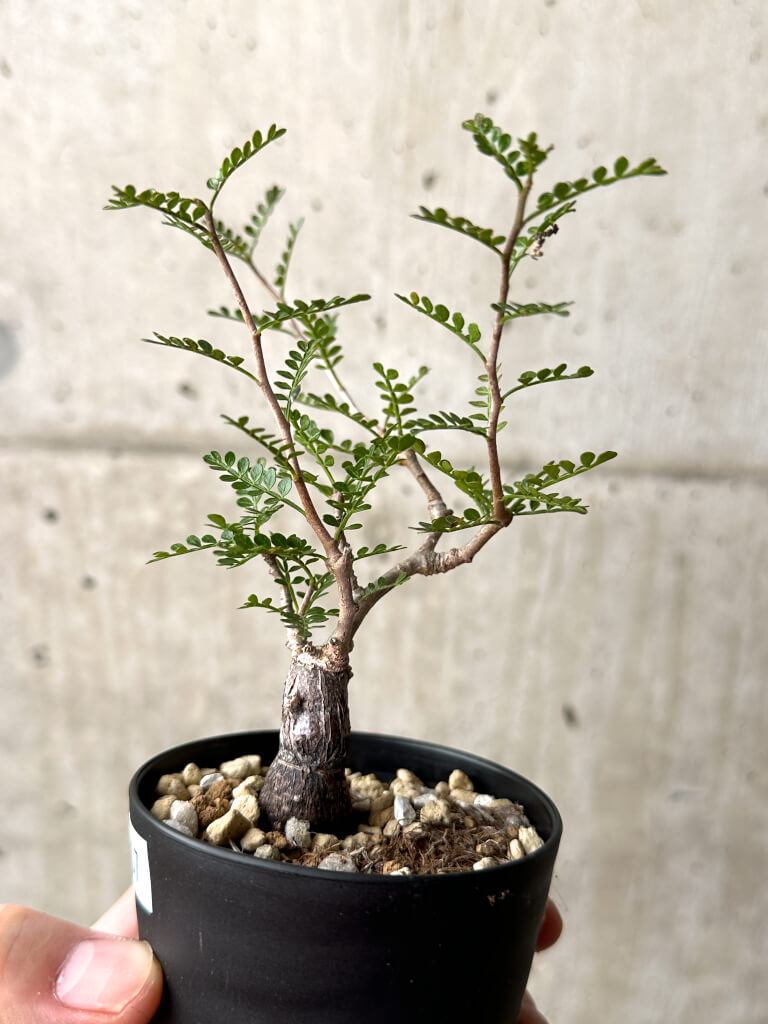 【現品限り】オペルクリカリア・パキプス 根挿し【AG7】 Operculicarya pachypus