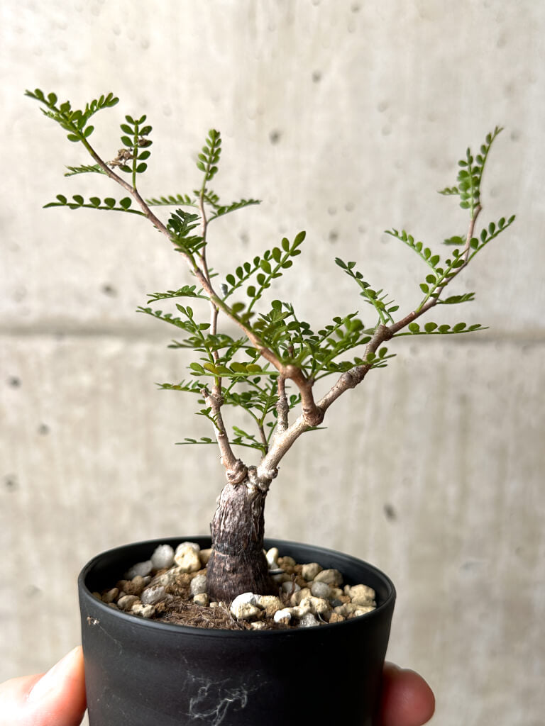 【現品限り】オペルクリカリア・パキプス 根挿し【AG7】 Operculicarya pachypus