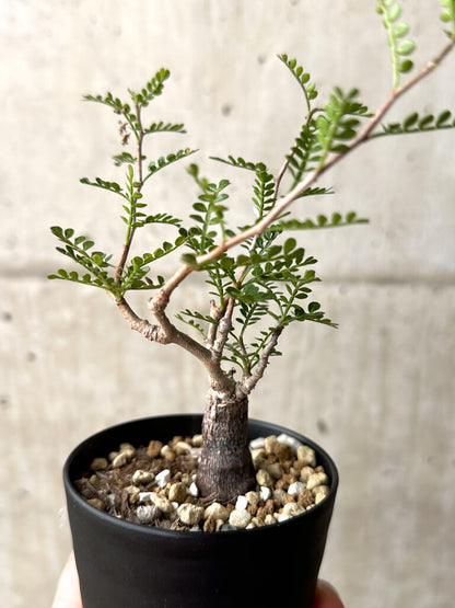 【現品限り】オペルクリカリア・パキプス 根挿し【AG7】 Operculicarya pachypus