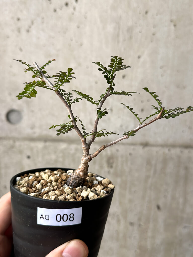 【現品限り】オペルクリカリア・パキプス 根挿し【AG8】 Operculicarya pachypus