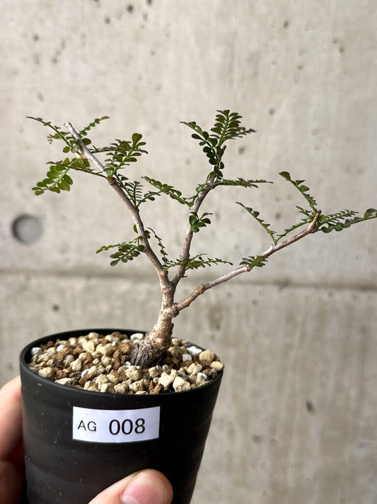 【現品限り】オペルクリカリア・パキプス 根挿し【AG8】 Operculicarya pachypus