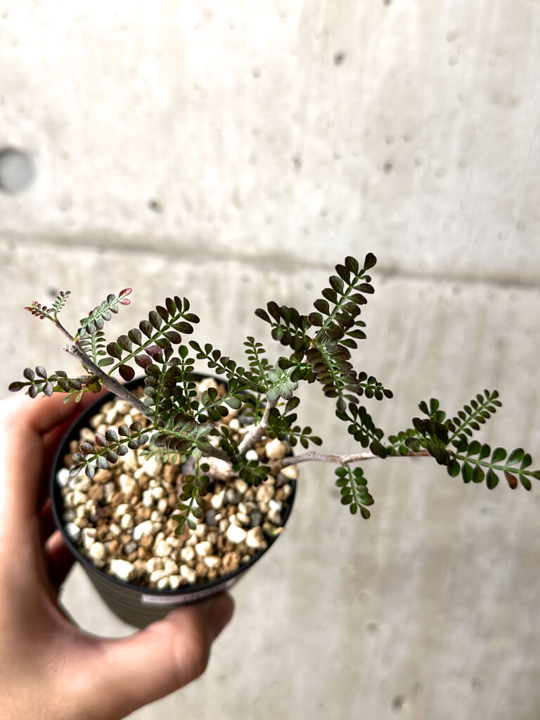 【現品限り】オペルクリカリア・パキプス 根挿し【AG8】 Operculicarya pachypus