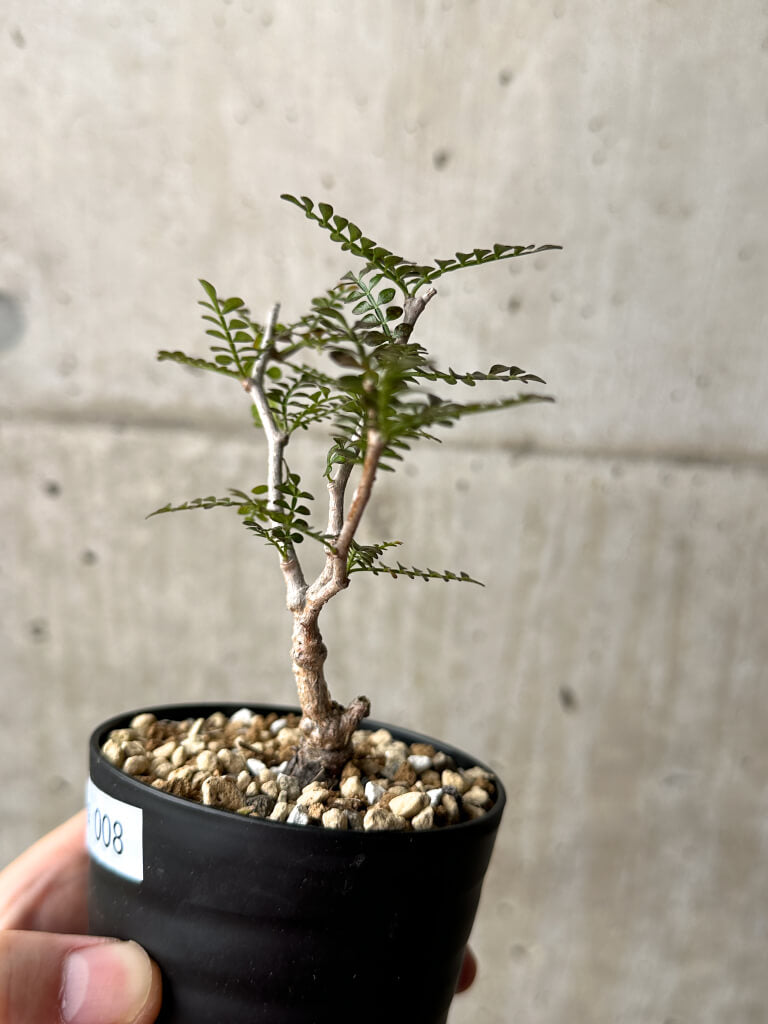 【現品限り】オペルクリカリア・パキプス 根挿し【AG8】 Operculicarya pachypus