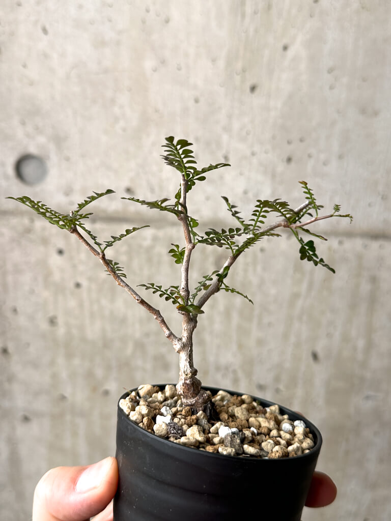 【現品限り】オペルクリカリア・パキプス 根挿し【AG8】 Operculicarya pachypus