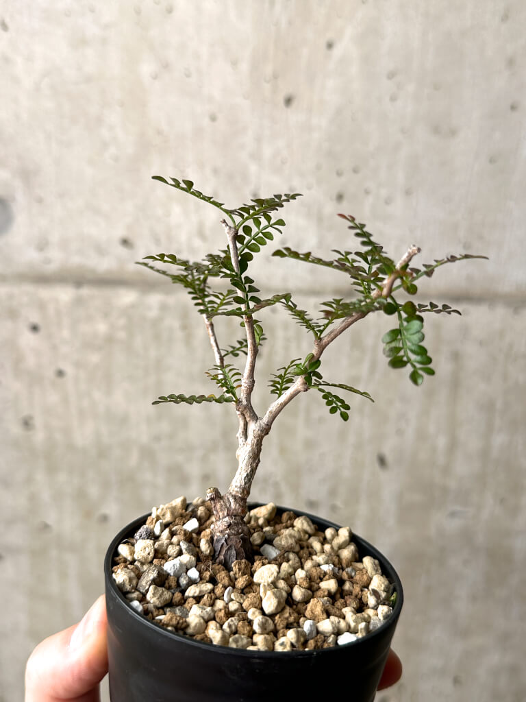 【現品限り】オペルクリカリア・パキプス 根挿し【AG8】 Operculicarya pachypus