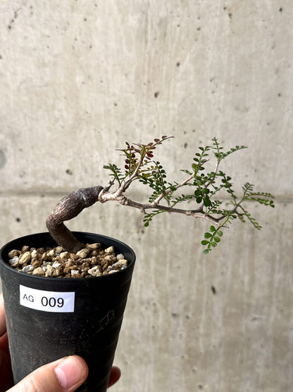 【現品限り】オペルクリカリア・パキプス 根挿し【AG9】 Operculicarya pachypus