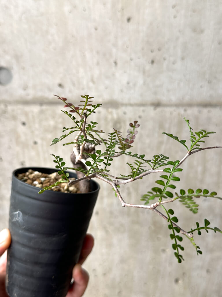 【現品限り】オペルクリカリア・パキプス 根挿し【AG9】 Operculicarya pachypus