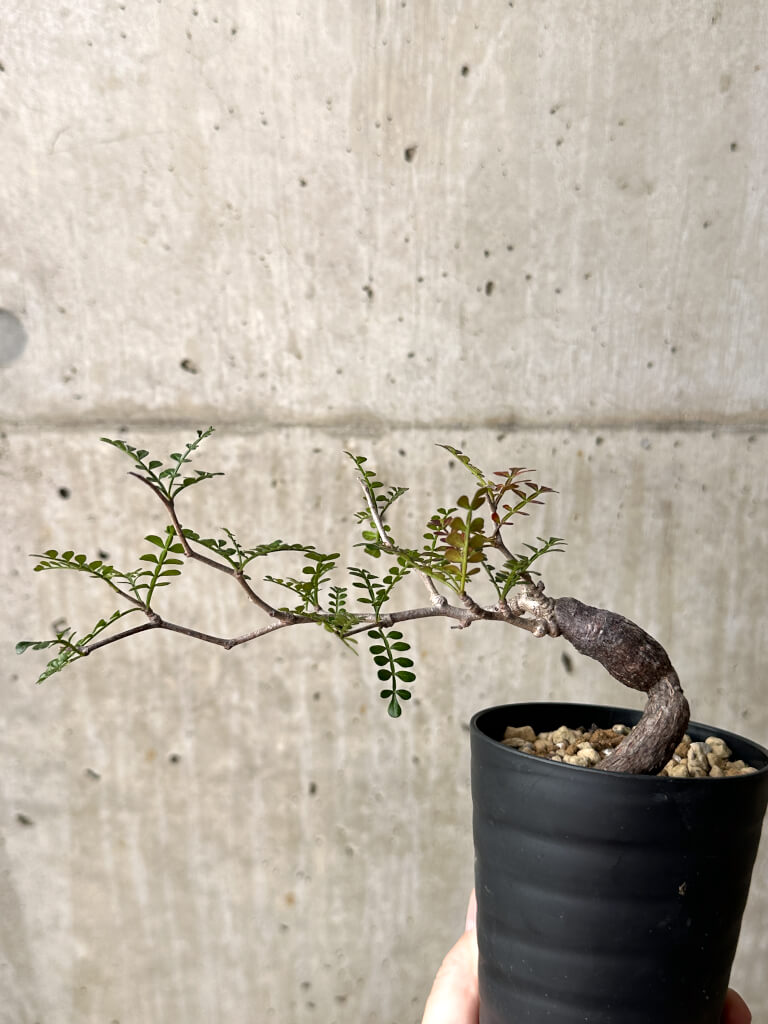 【現品限り】オペルクリカリア・パキプス 根挿し【AG9】 Operculicarya pachypus