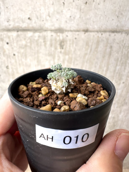 【現品限り】モンソニア・ぺニクリナム【AH10】 Monsonia peniculinum