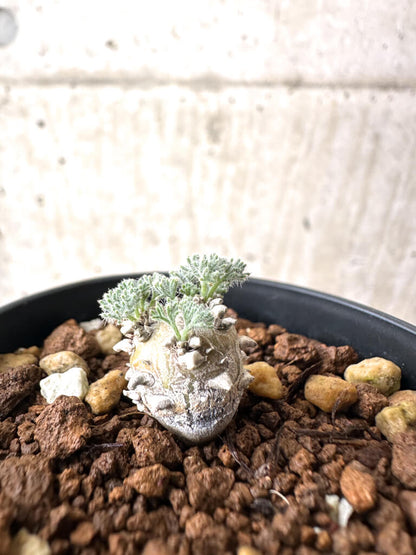 【現品限り】モンソニア・ぺニクリナム【AH10】 Monsonia peniculinum