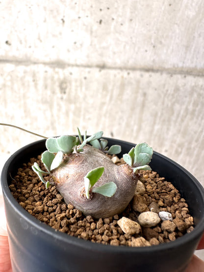 【現品限り】オトンナ・カカリオイデス 現地株【AH13】 Othonna cacalioides