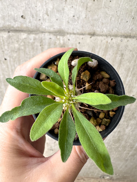 【現品限り】パキポディウム・ナマクアナム 光堂 実生【AH16】 Pachypodium namaquanum