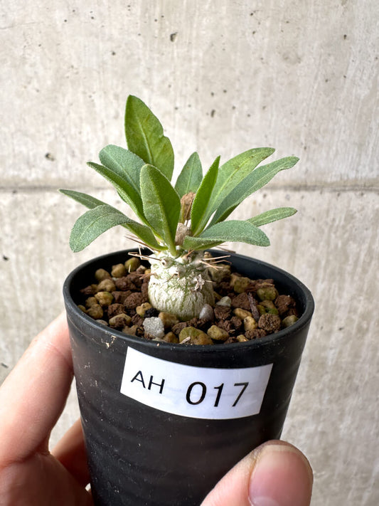 【現品限り】パキポディウム・ナマクアナム 光堂 実生【AH17】 Pachypodium namaquanum