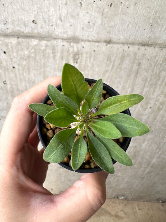 【現品限り】パキポディウム・ナマクアナム 光堂 実生【AH17】 Pachypodium namaquanum