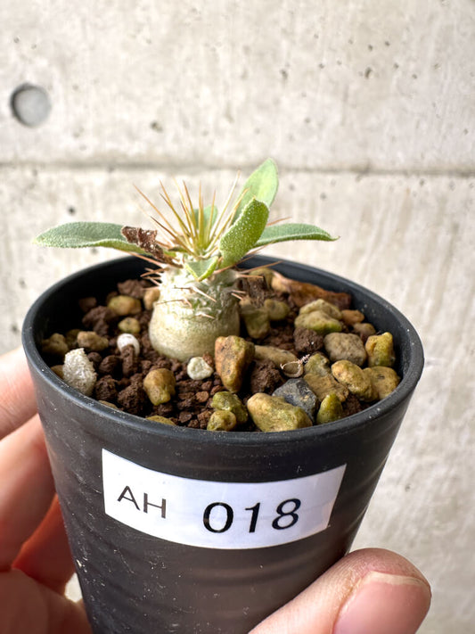 【現品限り】パキポディウム・ナマクアナム 光堂 実生【AH18】 Pachypodium namaquanum