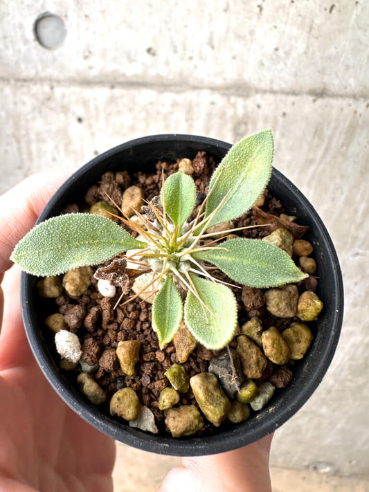 【現品限り】パキポディウム・ナマクアナム 光堂 実生【AH18】 Pachypodium namaquanum