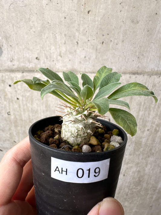 【現品限り】パキポディウム・ナマクアナム 光堂 実生【AH19】 Pachypodium namaquanum