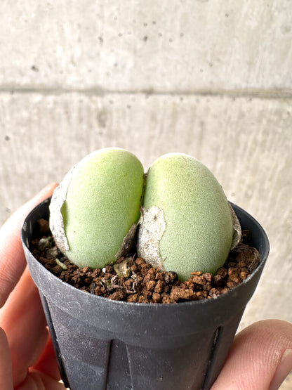 【現品限り】ムイリア・ホルテンセ 2頭【AH1】 Muiria hortenseae