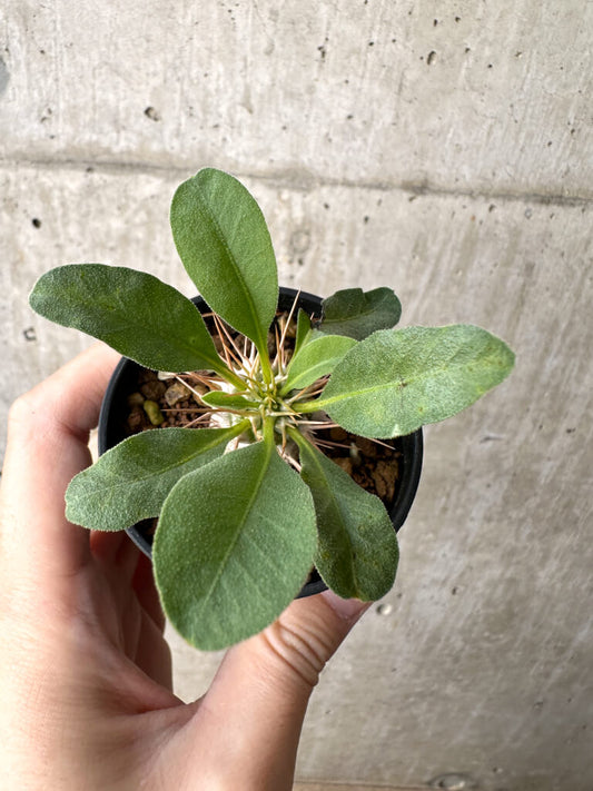 【現品限り】パキポディウム・ナマクアナム 光堂 実生【AH20】 Pachypodium namaquanum