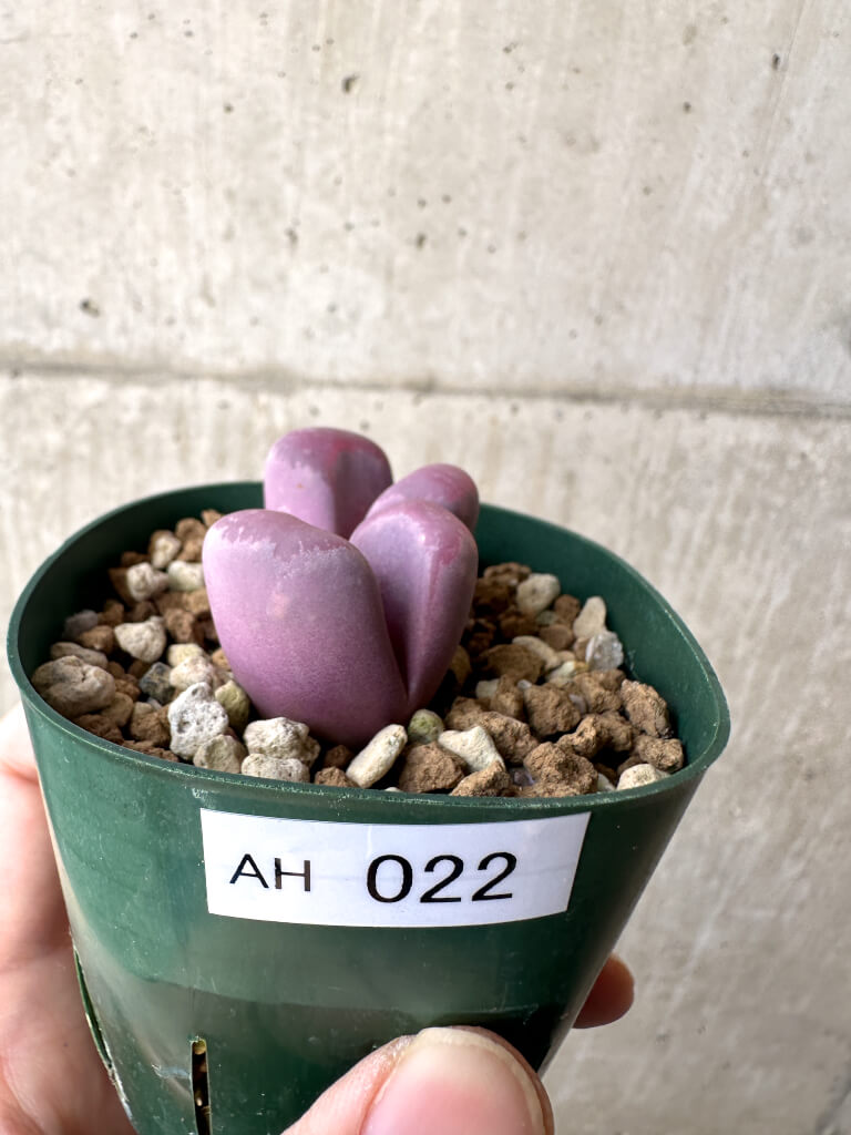 【現品限り】リトープス・オプティカ・ルブラ C81A 紅大内玉【AH22】 Lithops