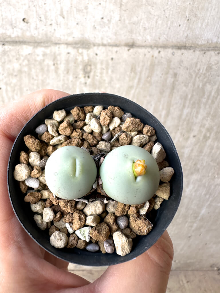 現品限り】コノフィツム・カルキュラス【AH23】 Conophytum calculus