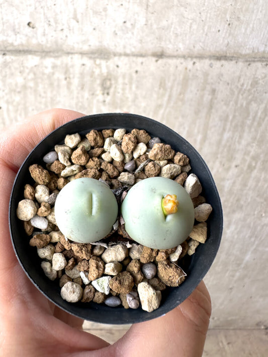 【現品限り】コノフィツム・カルキュラス【AH23】 Conophytum calculus