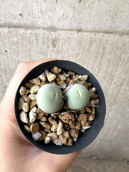 【現品限り】コノフィツム・カルキュラス【AH24】 Conophytum calculus