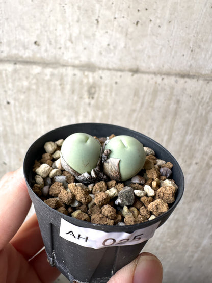 【現品限り】コノフィツム・カルキュラス【AH25】 Conophytum calculus