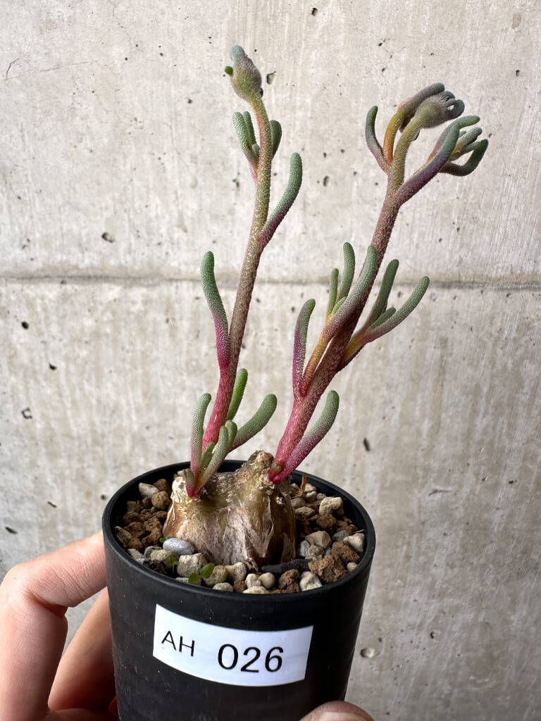 【現品限り】フィロボルス・テヌイフロルス【AH26】 Phyllobolus tenuiflorus