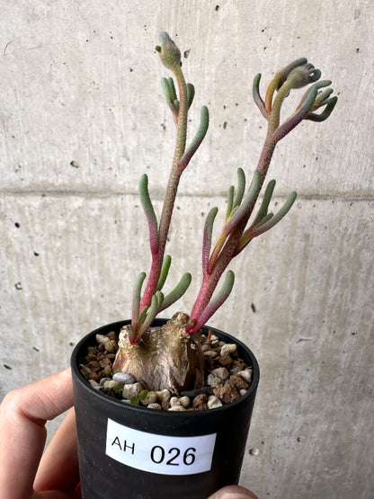 【現品限り】フィロボルス・テヌイフロルス【AH26】 Phyllobolus tenuiflorus